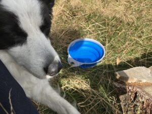 Border Collie liegt im Schatten neben einem blauen faltbaren Wassernapf auf einer Wiese