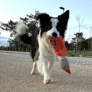 Spielzeug für deinen Urlaub mit Hund in Portugal