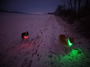 Zwei Hunde mit leuchtenden Halsbändern (rot und grün) bei einer Nachtwanderung im Schnee