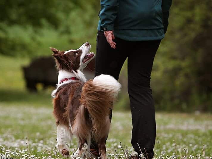 Obedience Hundesport