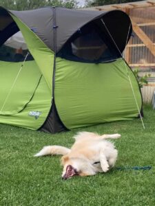 Hund liegt entspannt vor grünem Zelt auf Wiese – Outdoor-Camping mit Hund bei mildem Wetter