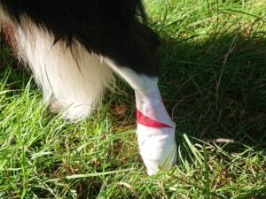 Nahaufnahme eines Hundebeins mit weißem Pfotenverband und rotem Tape im Gras