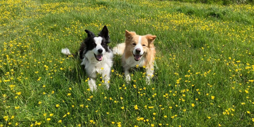 Zwei Hunde liegen entspannt auf einer blühenden Frühlingswiese nach einer Wanderung