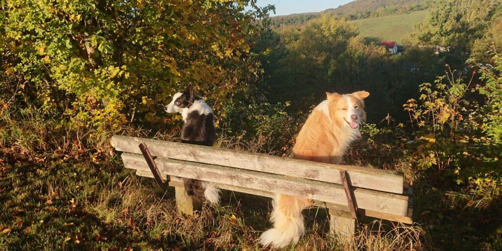 Zwei Hunde sitzen auf einer Bank im herbstlichen Wald mit goldenem Laub im Hintergrund