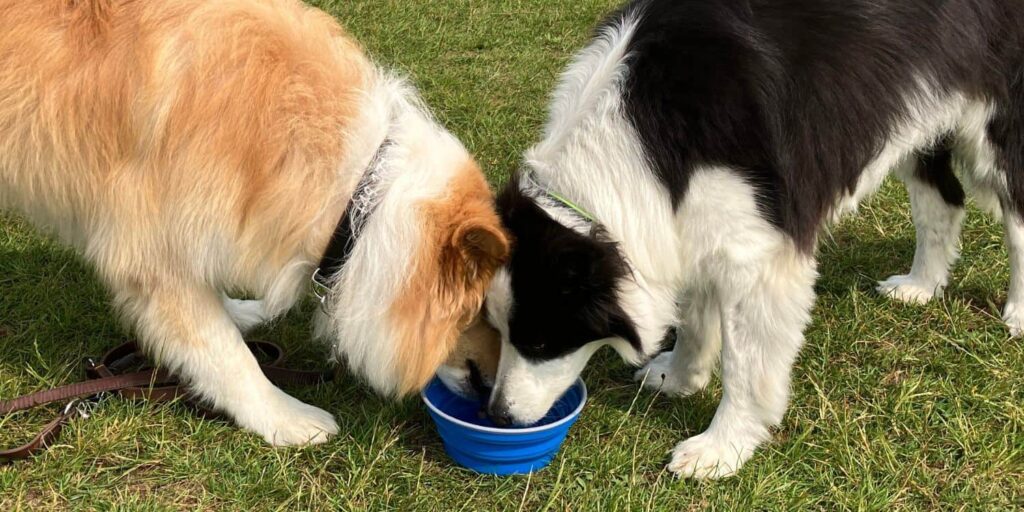 Zwei Hunde trinken gleichzeitig aus einem blauen faltbaren Napf auf einer Wiese