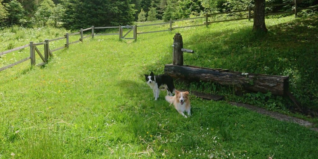 Zwei Hunde rasten im Gras neben einem hölzernen Brunnen bei einer Sommerwanderung