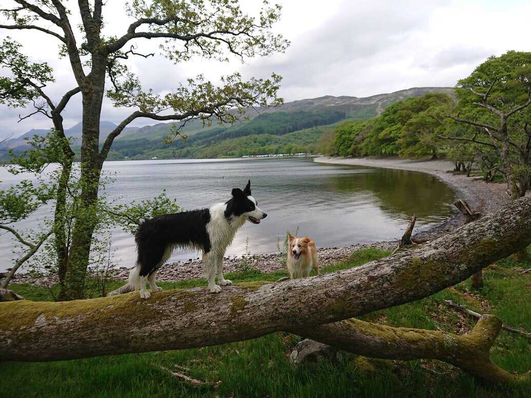 Zwei Hunde am Ufer eines Sees, einer steht auf einem Baumstamm, der andere daneben auf dem Boden