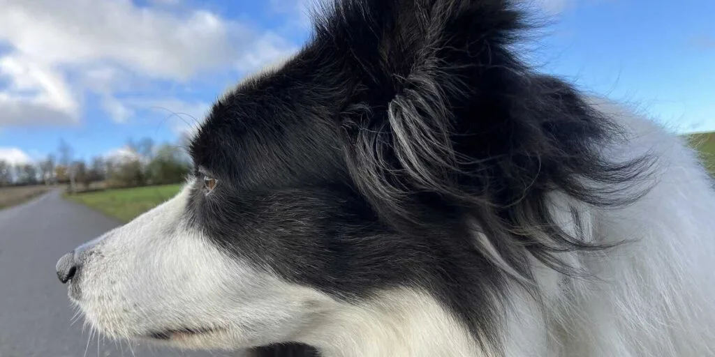 Nahaufnahme eines älteren Hundes mit grauen Ohren und ruhigem Blick – Symbol für Urlaub mit alten oder kranken Hunden