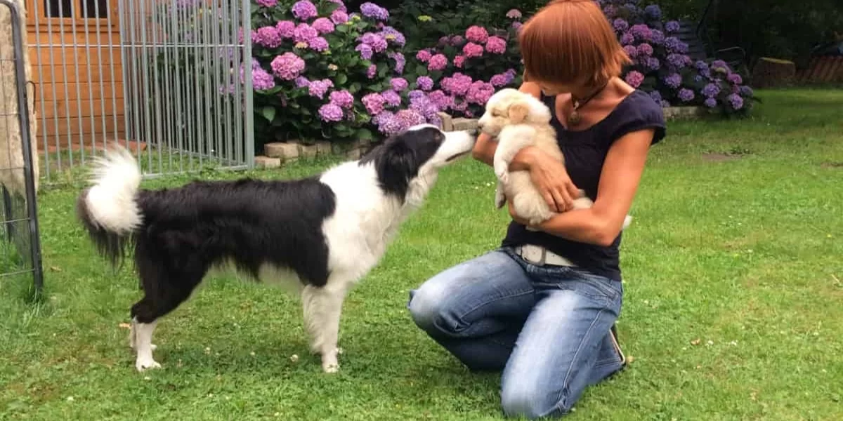 Zweithund: Entscheidungshilfe für Hundebesitzer