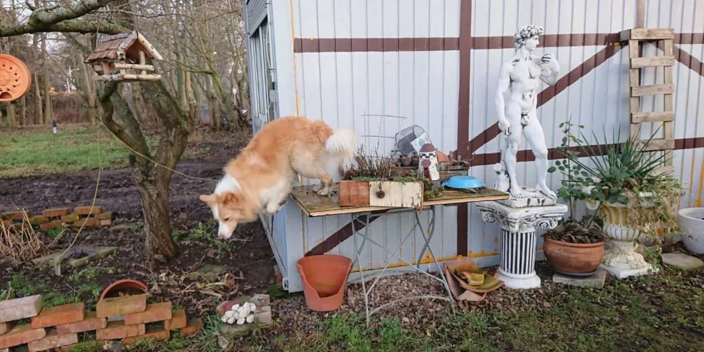 Hund springt von Gartentisch zwischen Deko und Blumentöpfen – Symbolbild für mögliche Schäden im Urlaub mit Hund