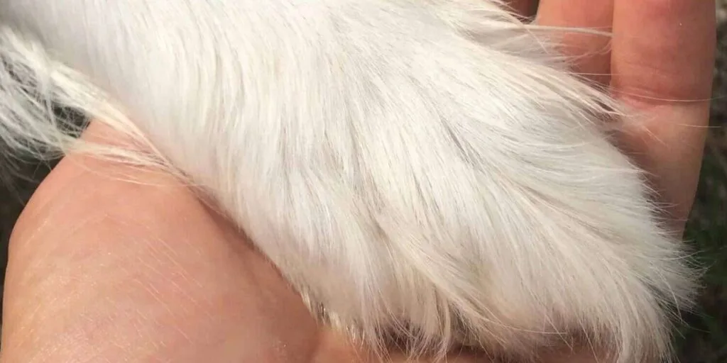 Verantwortung für einen Hund bedeutet, sich um ein fühlendes Lebewesen zu kümmern – mit Herz, Verstand und Konsequenz.