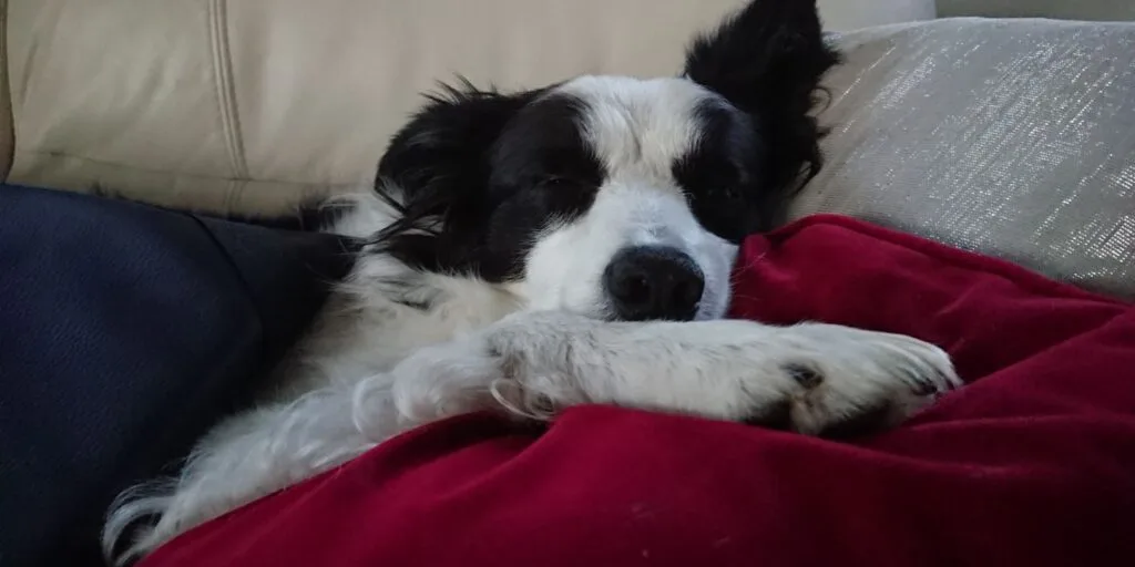 Ruhiger Border Collie liegt entspannt mit geschlossenen Augen auf einem Sofa und ruht den Kopf auf einer roten Decke.