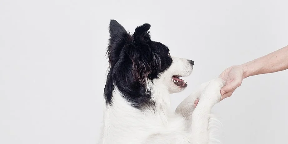Der Kauf eines Hundes - Informationen über den Hundekauf, Kaufvertrag und wichtige Überlegungen