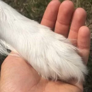 Die ausführliche Checkliste für alte Hunde
