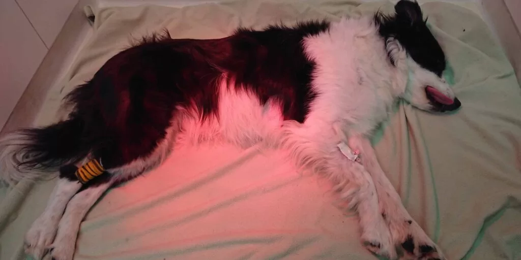 kranker Hund nach der OP