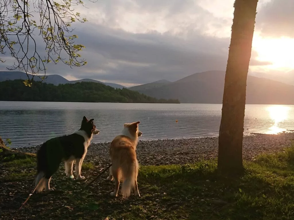 Checkliste für alte Hunde