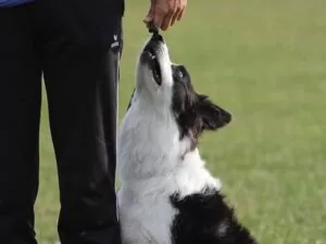 Die ausführliche Packliste für den Hundesport