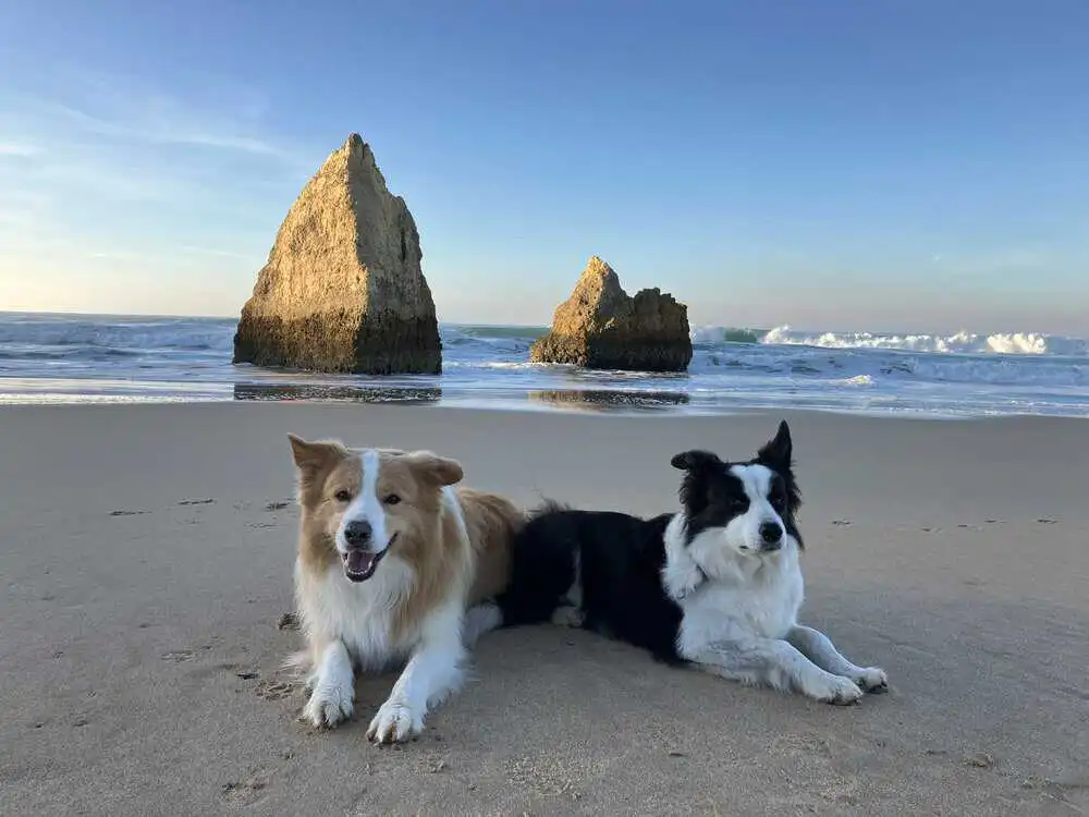 Zwei Hunde liegen entspannt am Sandstrand mit Felsen im Hintergrund – Bild für gelungene Urlaubsplanung mit Hund