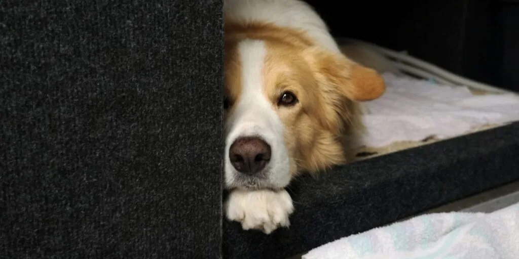 Hund liegt ruhig in einer gepolsterten Box oder Ecke während der Reise – Symbol für stressfreie Anreise mit Hund
