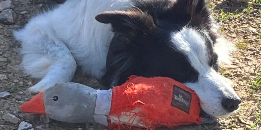 Hund liegt mit zerkautem Stoffspielzeug auf Schotterweg – Symbol für Spielzeug im Einsatz unterwegs